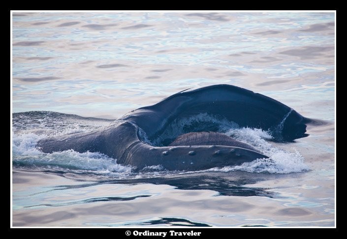 スティーブンスパッセージでクジラに囲まれたアラスカの旅