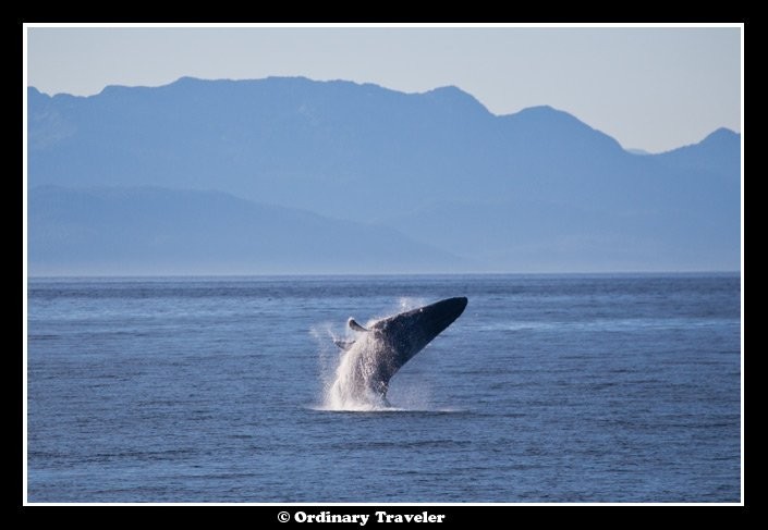スティーブンスパッセージでクジラに囲まれたアラスカの旅