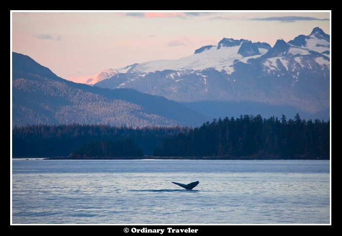 スティーブンスパッセージでクジラに囲まれたアラスカの旅