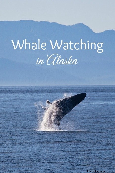 スティーブンスパッセージでクジラに囲まれたアラスカの旅