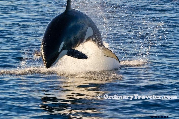 シャチがコククジラを襲う瞬間――スリリングなホエールウォッチング体験
