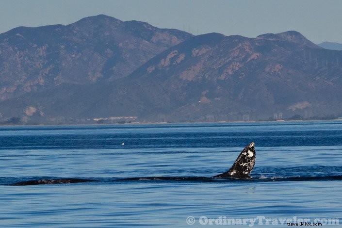 シャチがコククジラを襲う瞬間――スリリングなホエールウォッチング体験