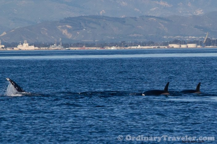 シャチがコククジラを襲う瞬間――スリリングなホエールウォッチング体験