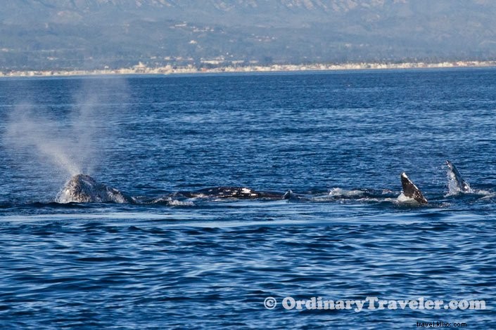 シャチがコククジラを襲う瞬間――スリリングなホエールウォッチング体験