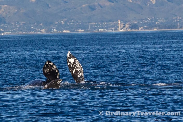 シャチがコククジラを襲う瞬間――スリリングなホエールウォッチング体験