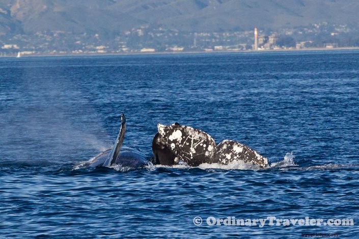 シャチがコククジラを襲う瞬間――スリリングなホエールウォッチング体験