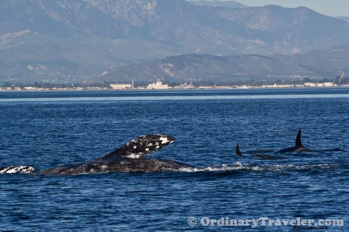 シャチがコククジラを襲う瞬間――スリリングなホエールウォッチング体験