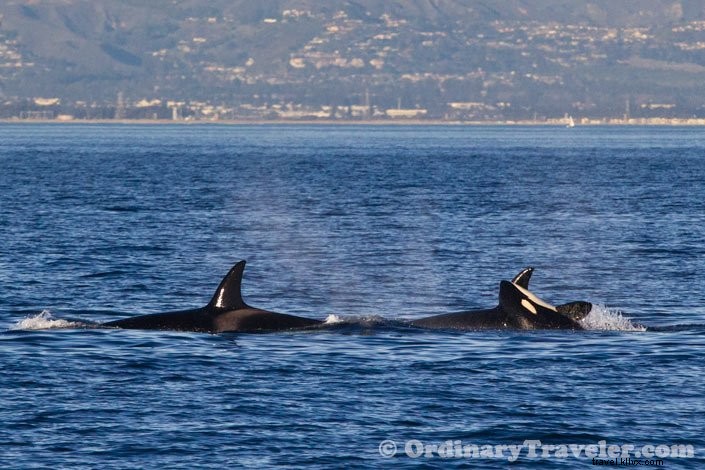 シャチがコククジラを襲う瞬間――スリリングなホエールウォッチング体験