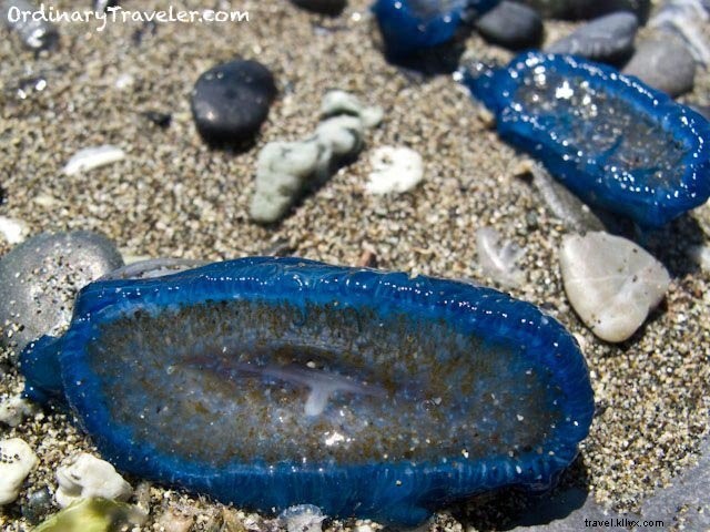 レヴァント：折衷的な魅力が光る驚きの町