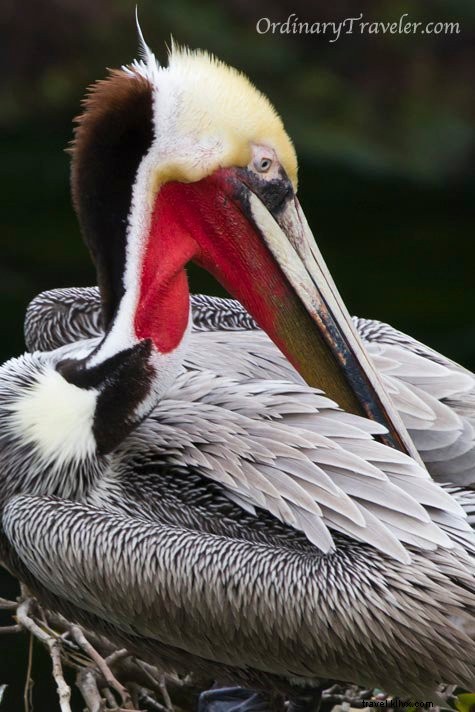 サンディエゴ・ラホヤコーブの野生動物フォトガイド