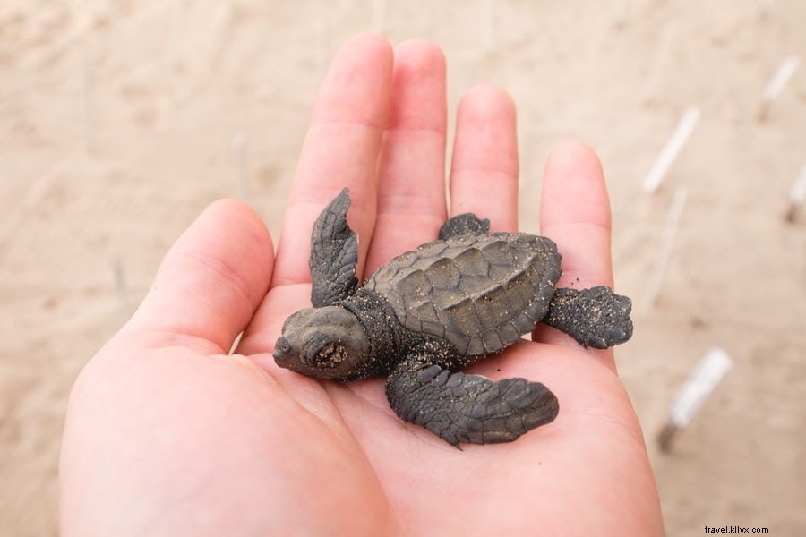 カンクンで楽しむ30のアクティビティ：ユカタン半島への玄関口