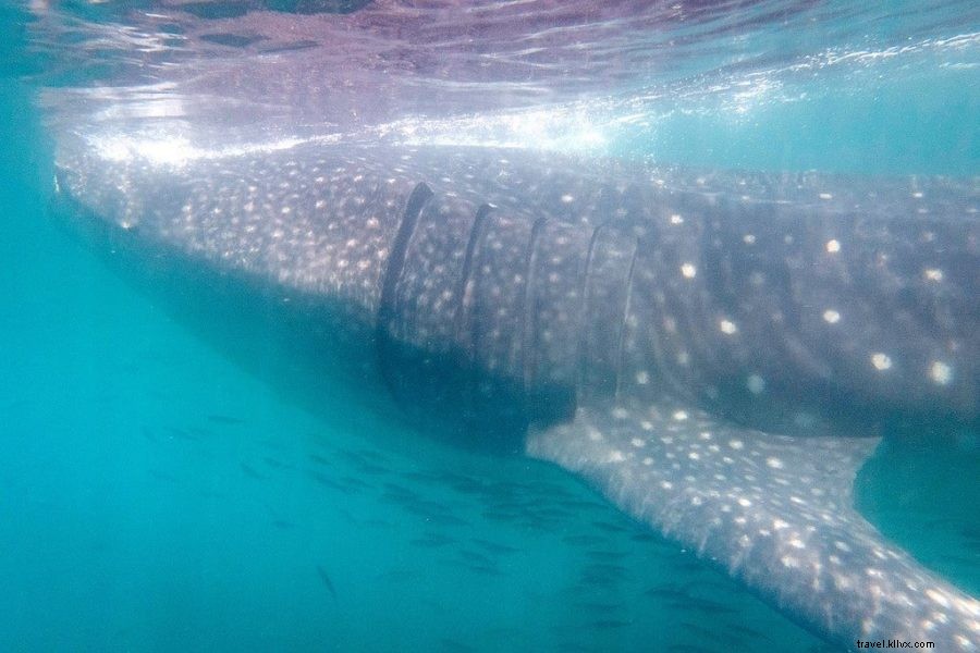 メキシコ・ユカタン半島で体験すべき15の素晴らしいこと