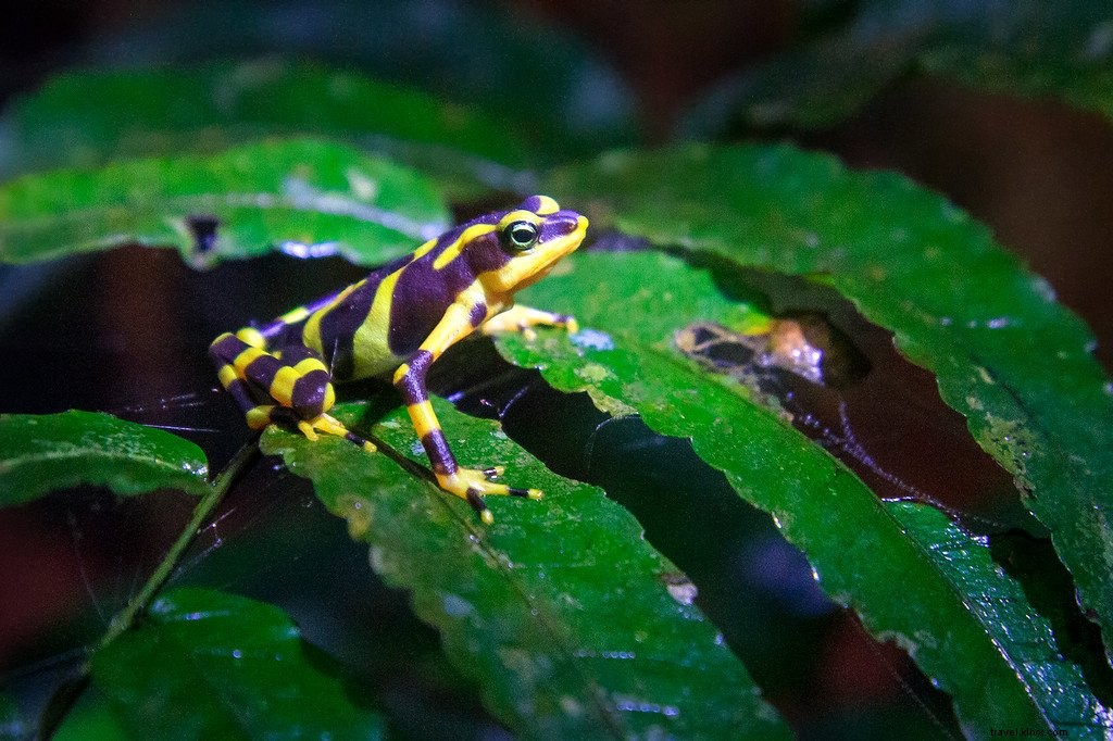 手つかずの荒野：ダリエン・ギャップでのハイキング