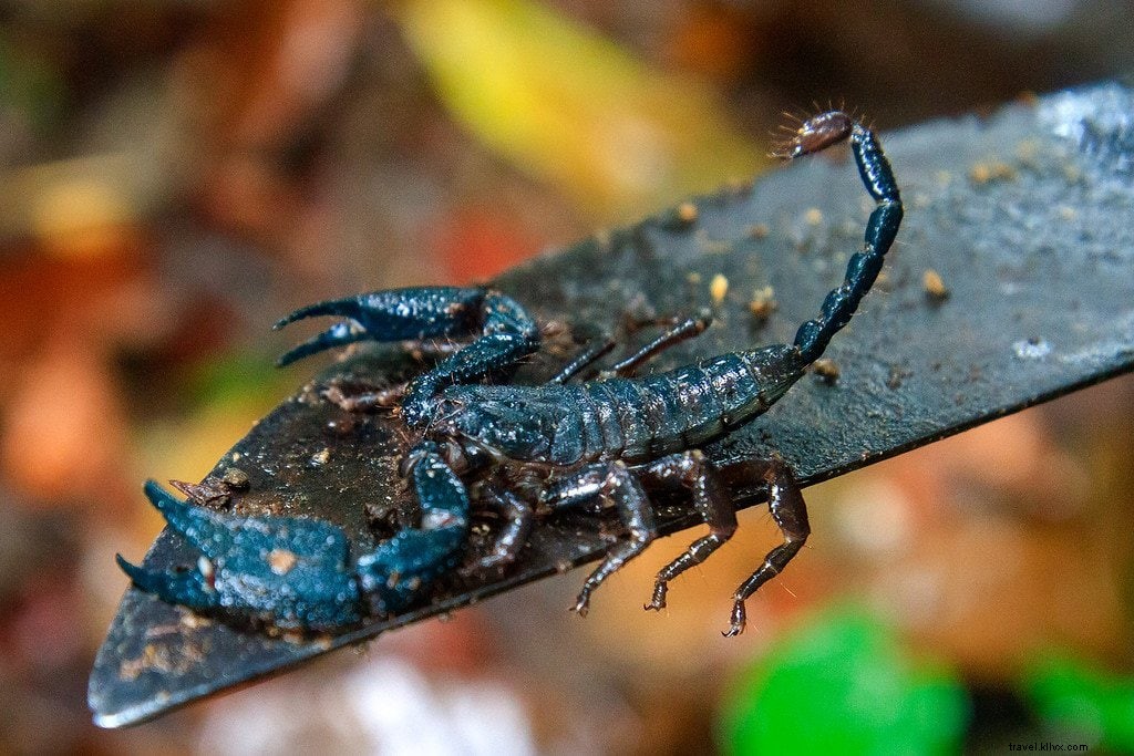 手つかずの荒野：ダリエン・ギャップでのハイキング