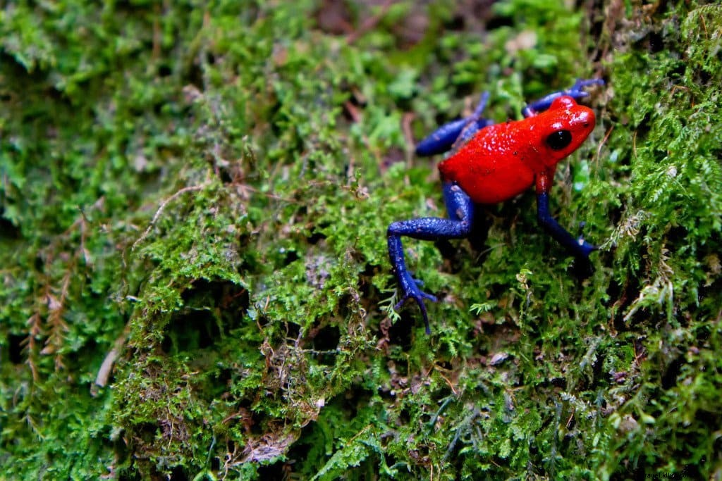 コスタリカ完全旅行ガイド