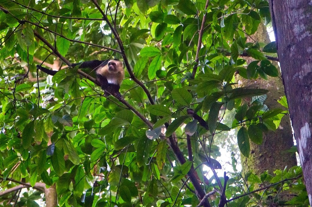 コルコバード国立公園ハイキング：野生動物との冒険