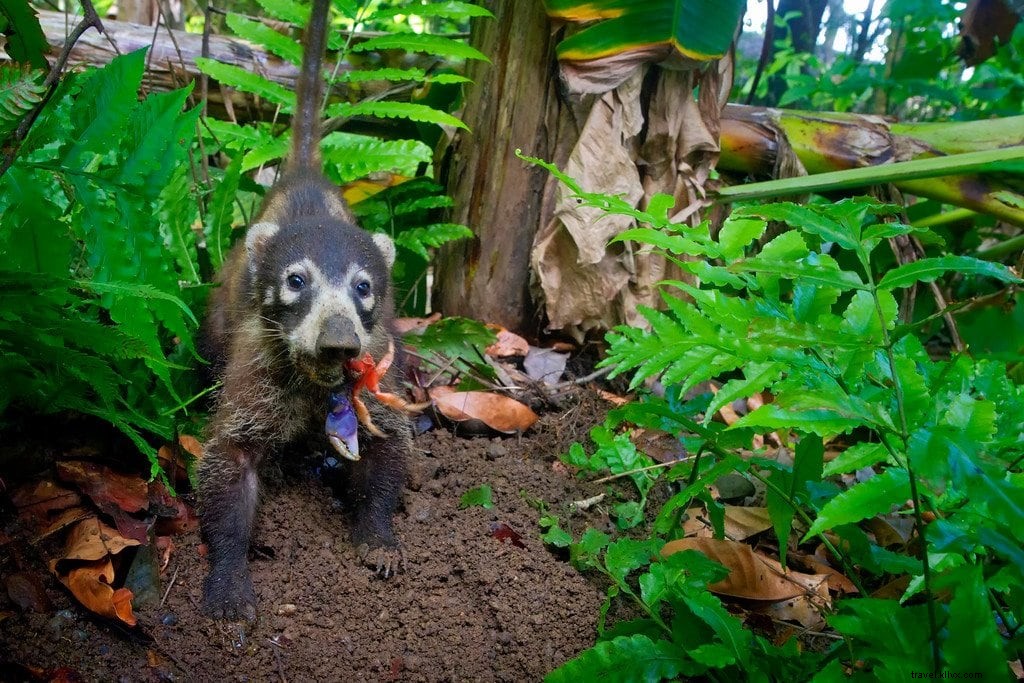 コルコバード国立公園ハイキング：野生動物との冒険
