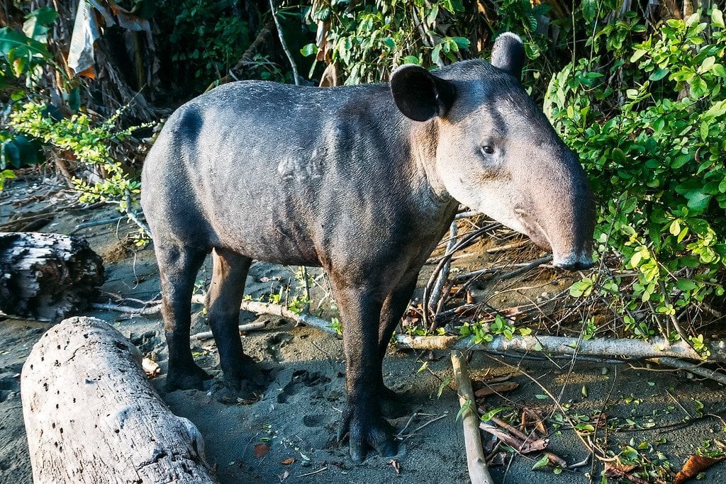 コルコバード国立公園ハイキング：野生動物との冒険