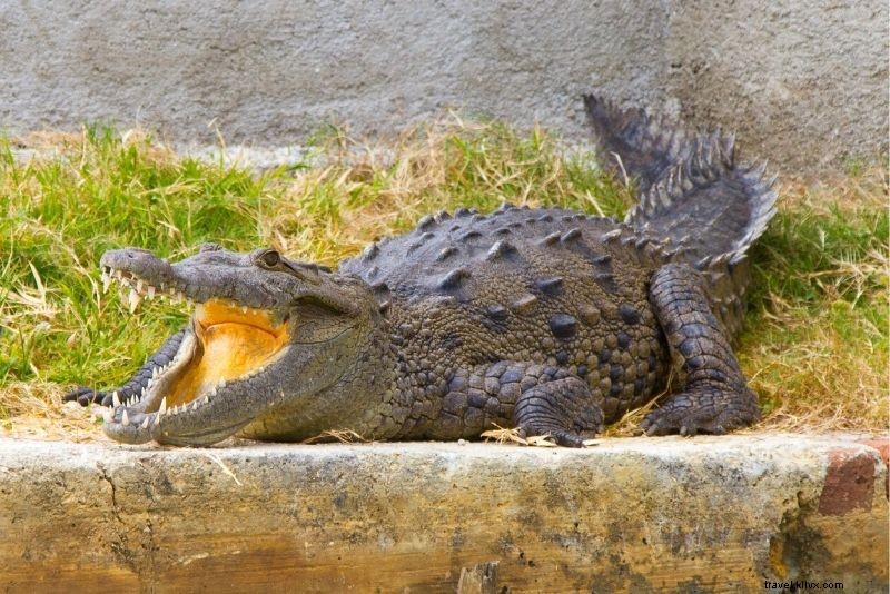 ジャマイカで体験すべき67のアクティビティ