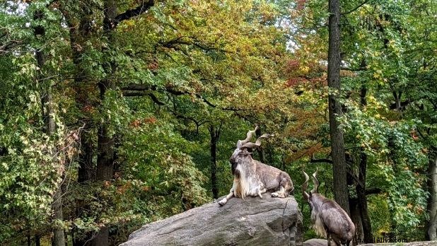 ニューヨーク州で楽しむユニークな動物体験