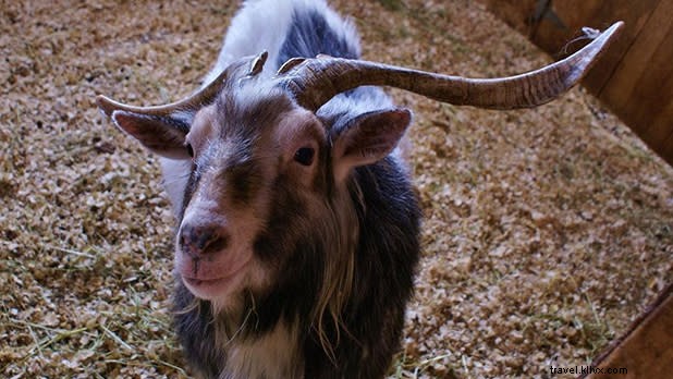 ニューヨーク州で楽しむユニークな動物体験
