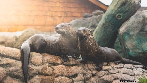 ニューヨーク州で楽しむユニークな動物体験