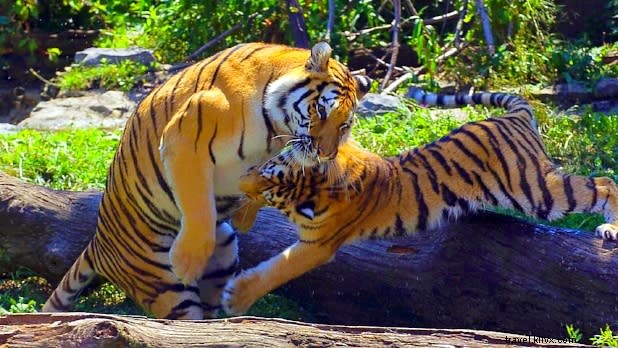 ニューヨーク州で楽しむユニークな動物体験