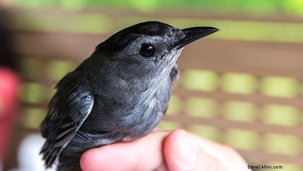 ニューヨーク州で楽しむユニークな動物体験