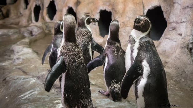 ニューヨーク州の冬、必見バケツリスト