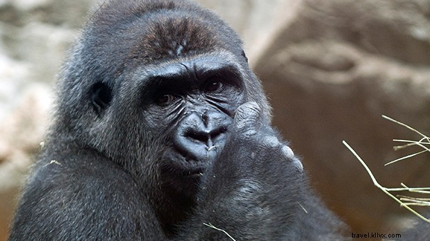 ニューヨークの動物たちの暮らしと物語