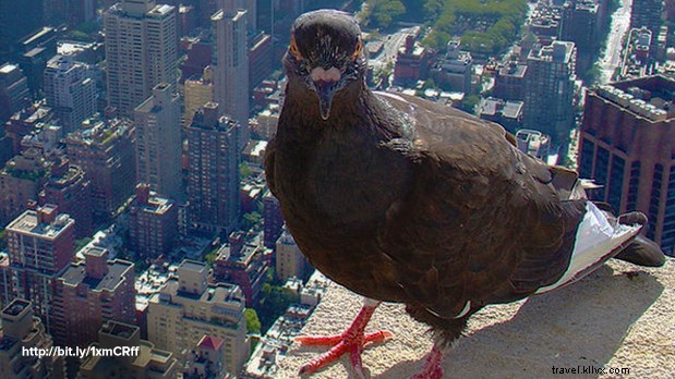 ニューヨークの動物たちの暮らしと物語
