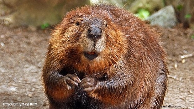 ニューヨークの動物たちの暮らしと物語