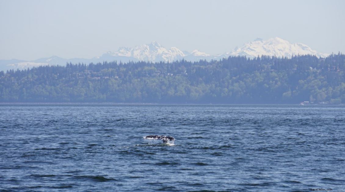 Puget Sound Expressのホエールウォッチング体験