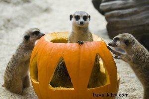 トリック・オア・トリート：シアトルで楽しむハロウィン