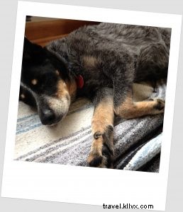 シアトル流・犬との暮らし方
