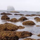 オリンピック半島のビーチキャンプ体験