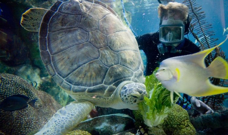 シカゴ・ミュージアムキャンパスの魅力と見どころ