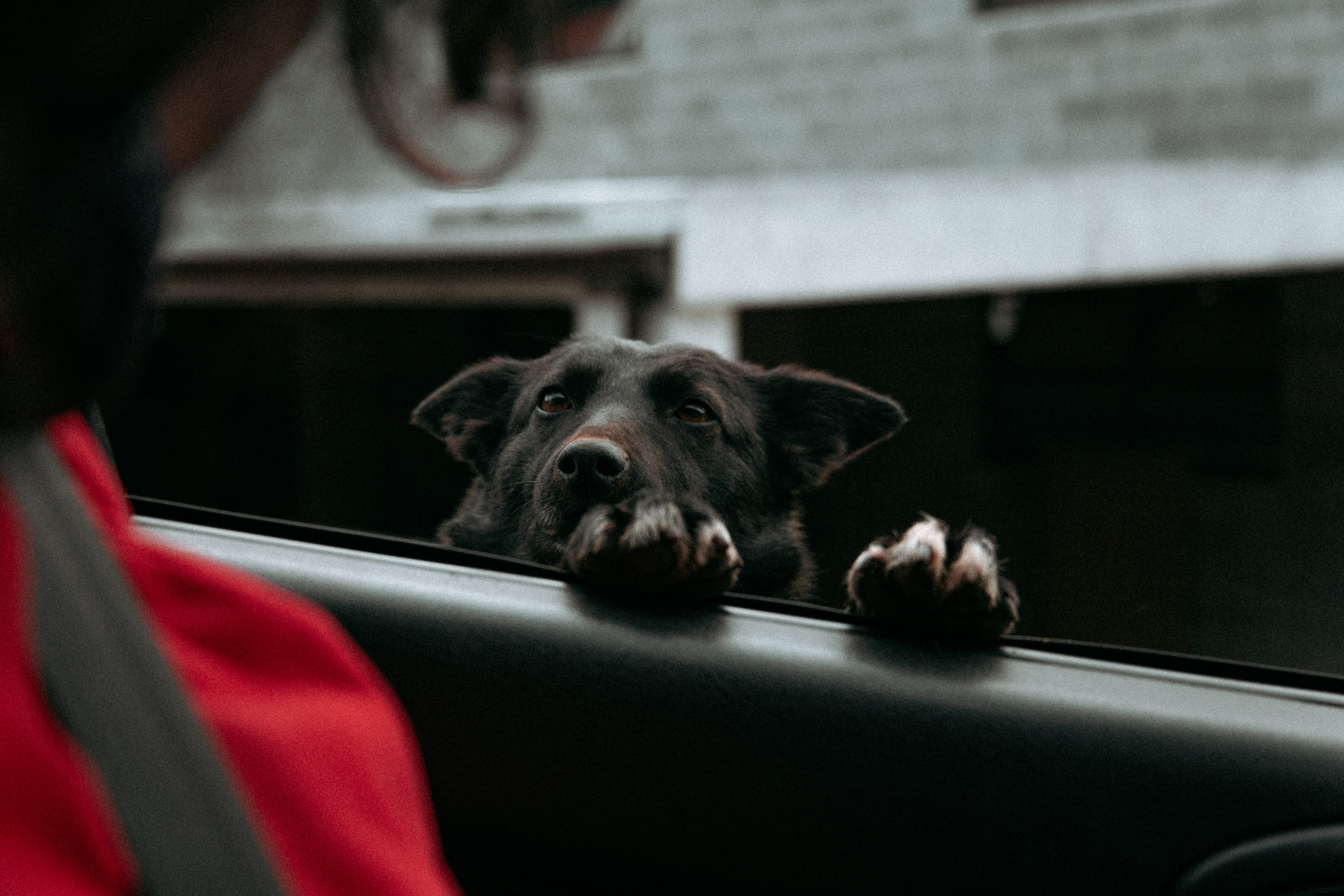 Doggoがホイールの写真を撮影したい