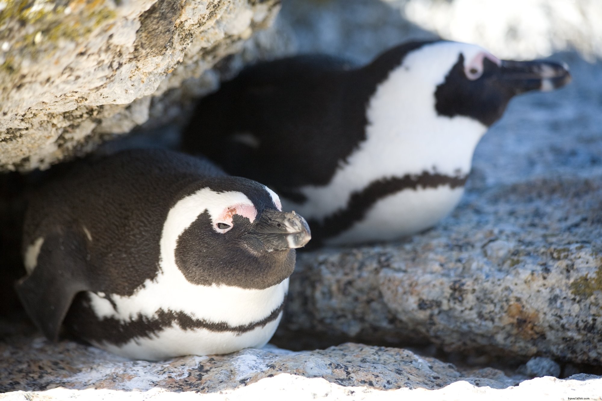 アフリカペンギンの写真集