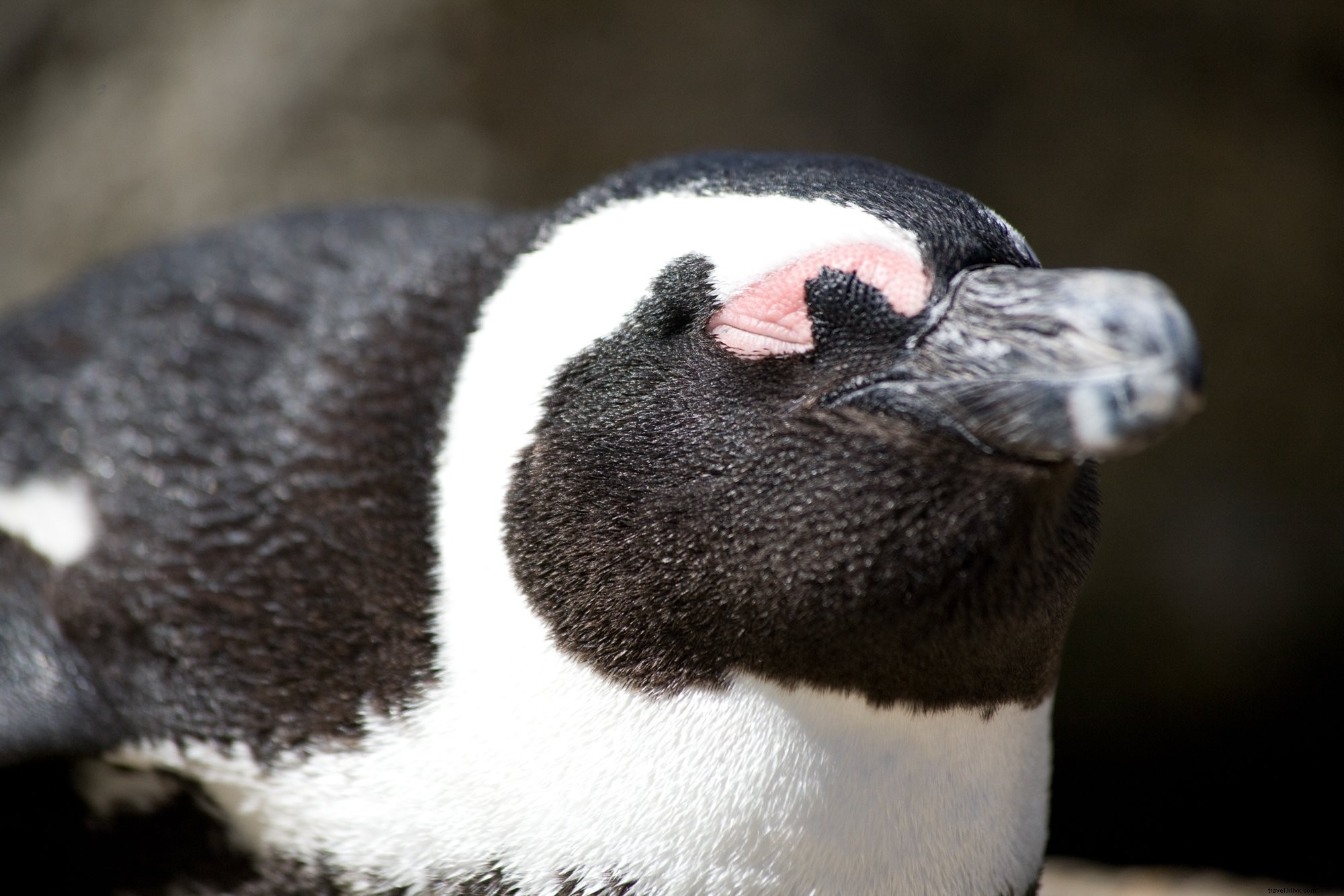 アフリカペンギンの迫力あるクローズアップ写真