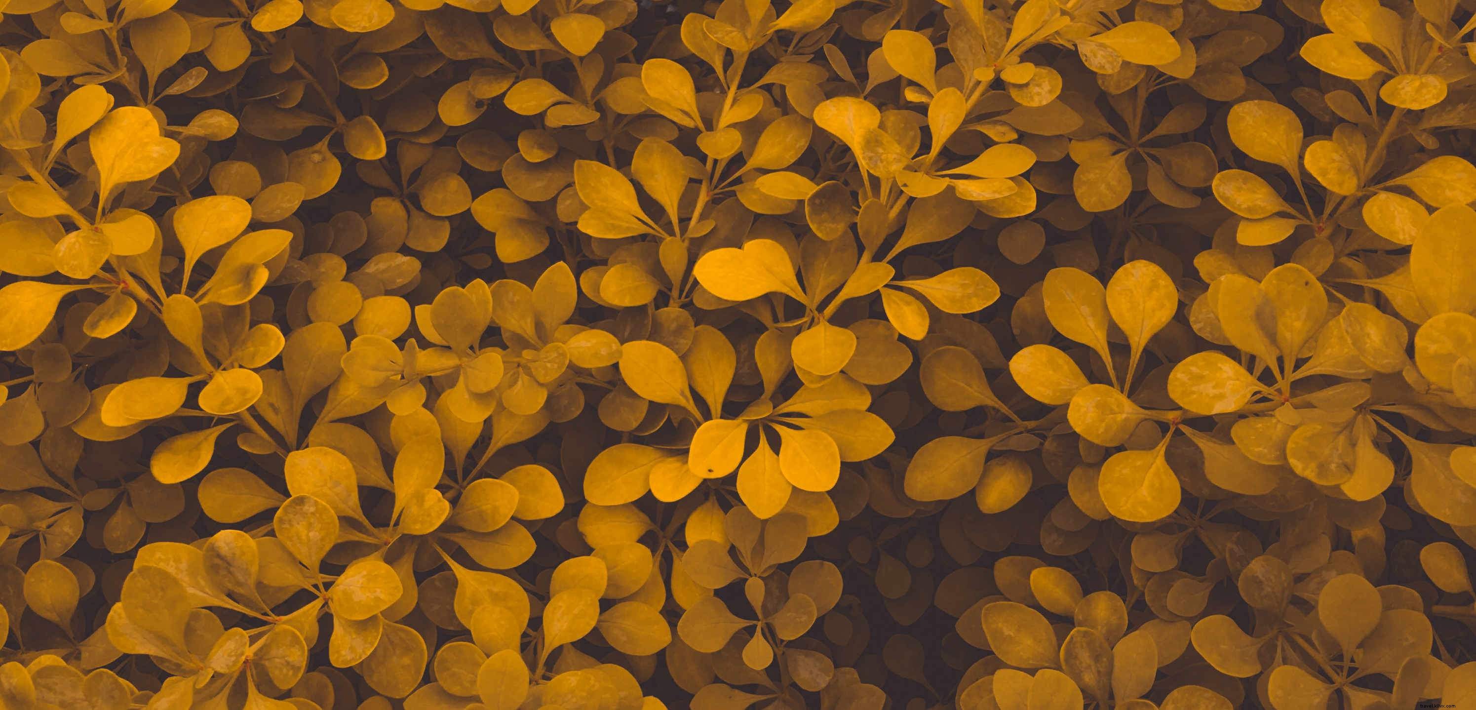 秋の写真：ほこりっぽいオレンジと茶色の葉