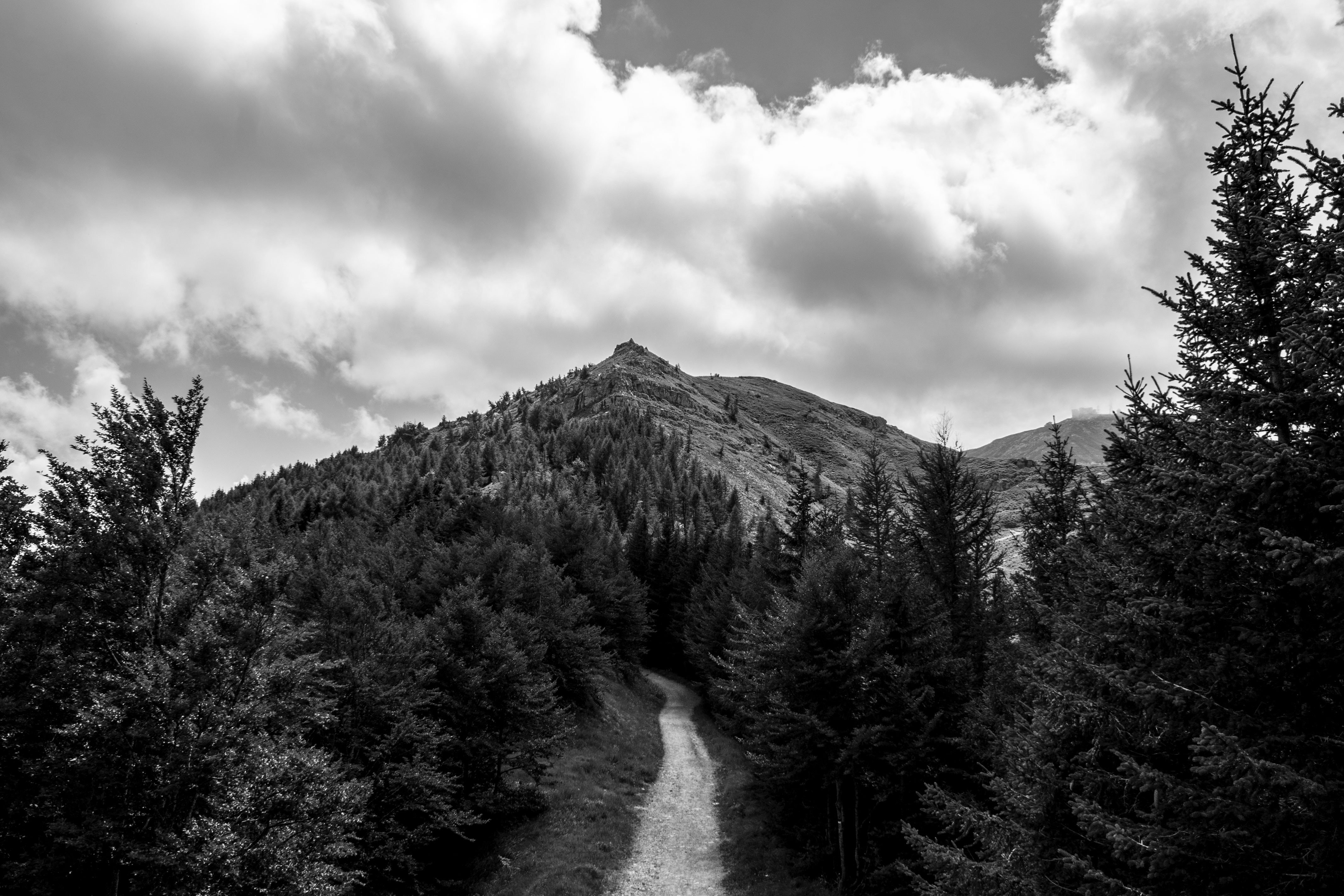 木々が立ち並ぶ山頂への道の写真