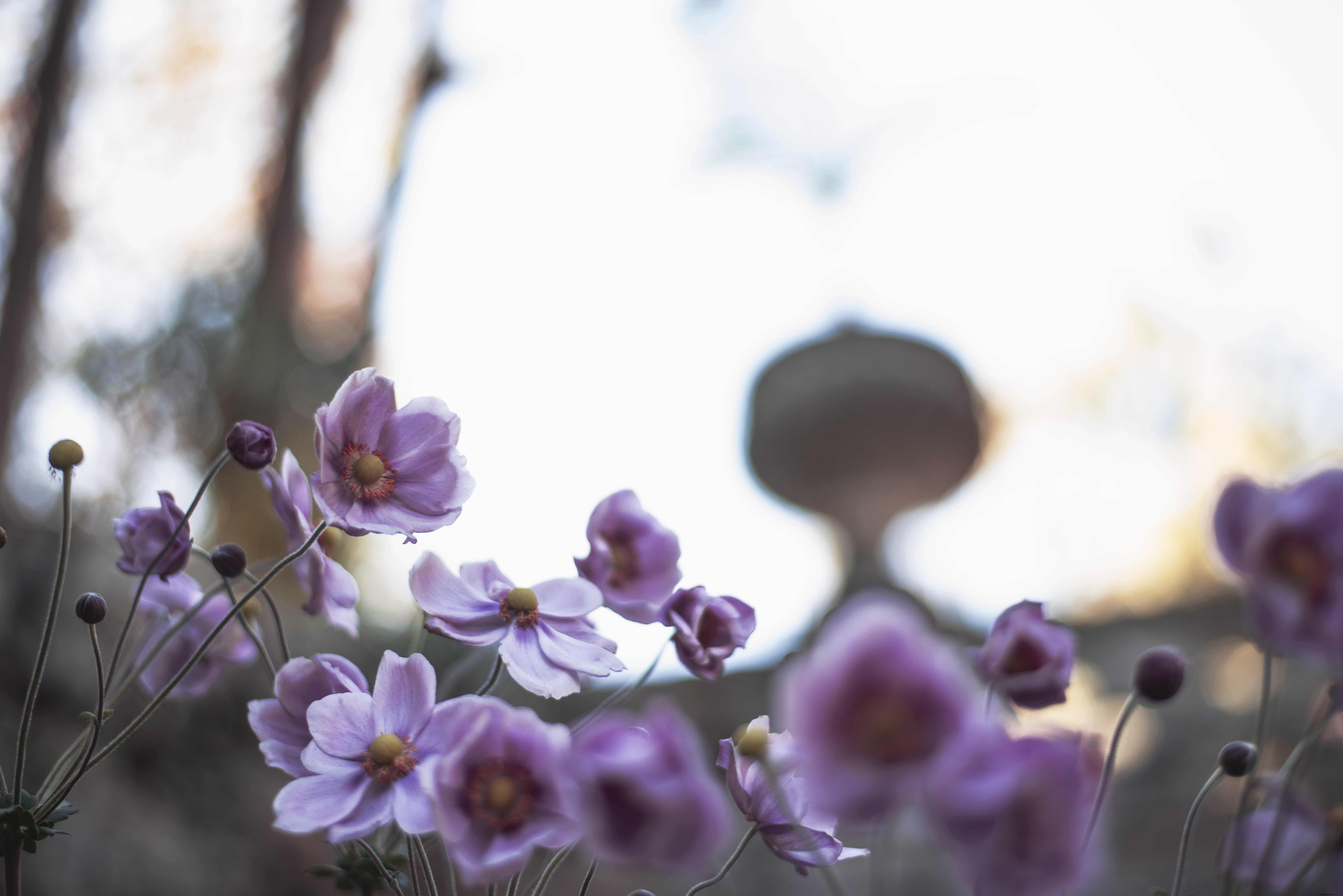 花の背後に光が差すクレープの写真