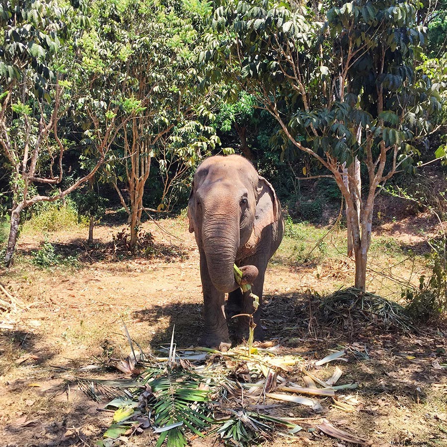 笑顔の国、タイで五感を満たす旅:プーケット、バンコク、ヤオノイ島