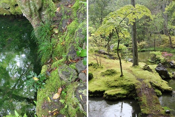 京都・苔寺で見つけた楽園