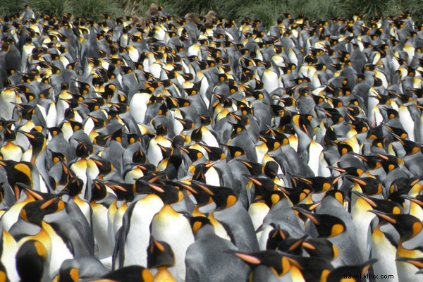 アイキャンディー:キングペンギンの世界