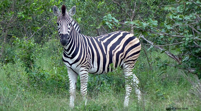 私たちがあなたの旅行をサポートする方法