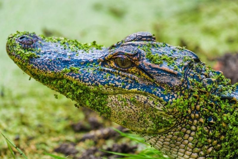 サウスカロライナ・ヒルトンヘッドアイランドで楽しむ53のユニークなアクティビティ