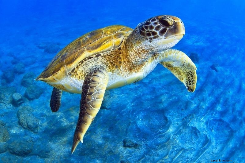 フロリダ・サラソータで楽しむ55のアクティビティ
