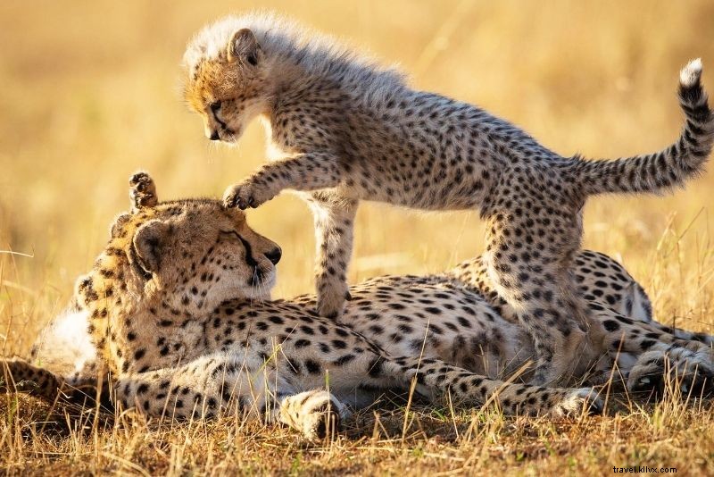 カンザスシティで楽しむべき59のユニークなアクティビティ